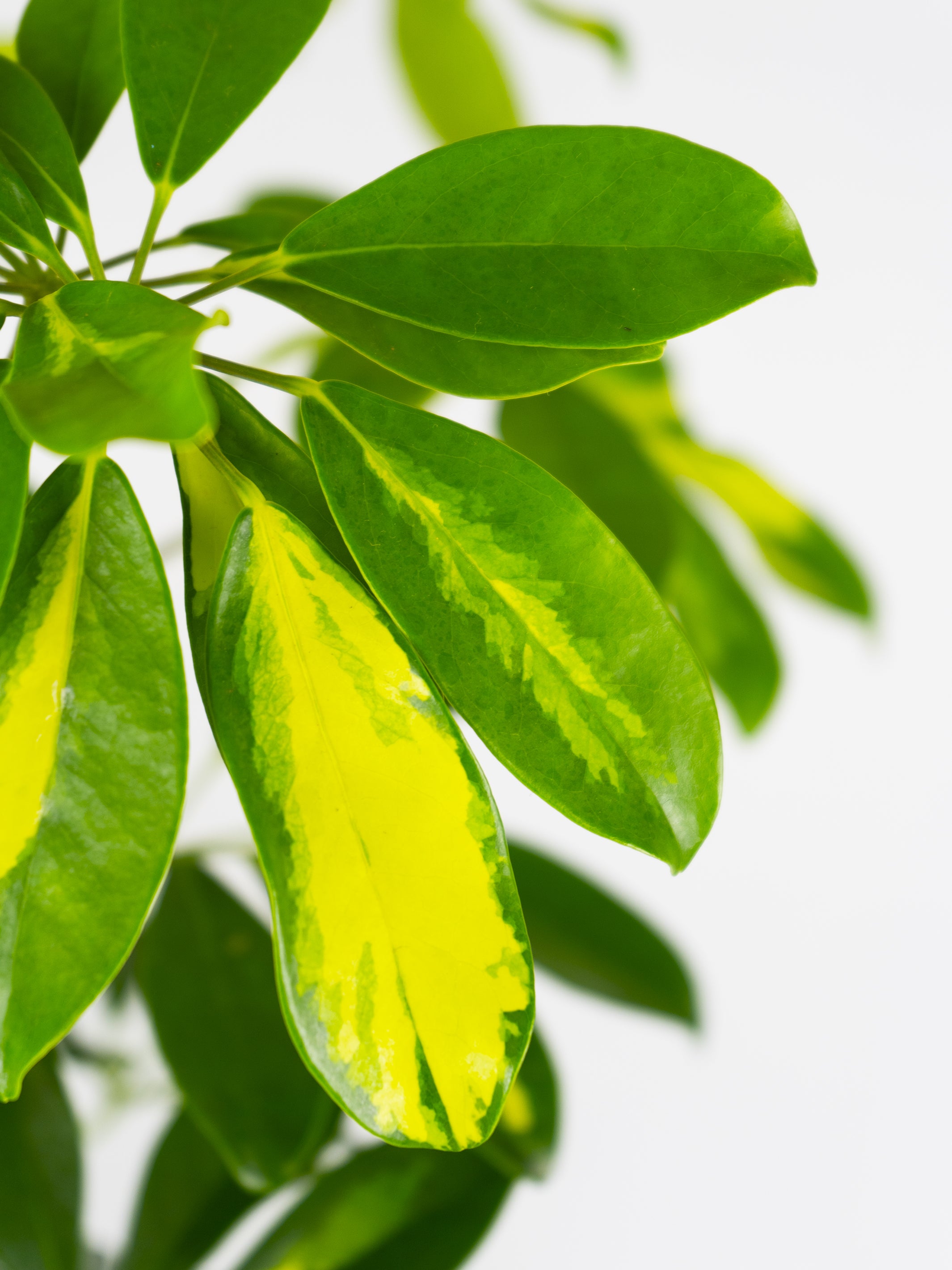 Schefflera Plant: How to Care for It and What Are Its Problems?  nu green