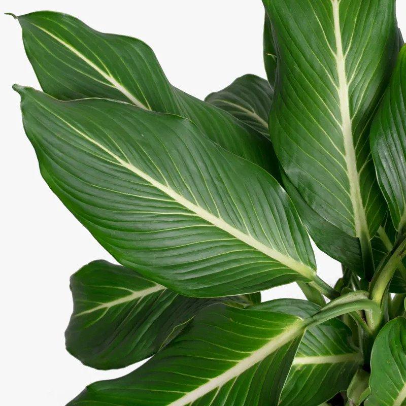 indoor yucca cane plant Yucca Cane – Hey Rooted main image 1