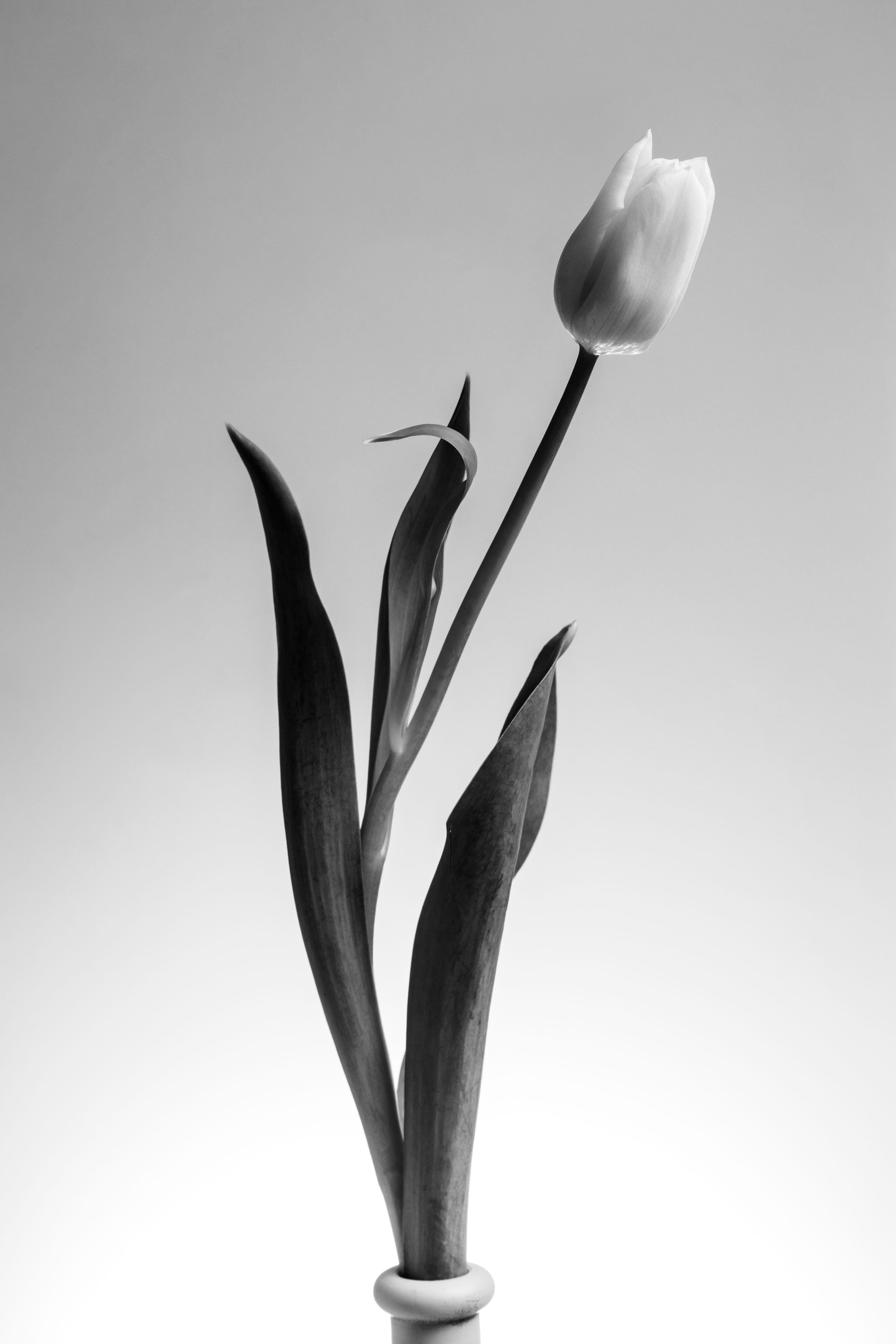 Flores Para Cada Ocasión