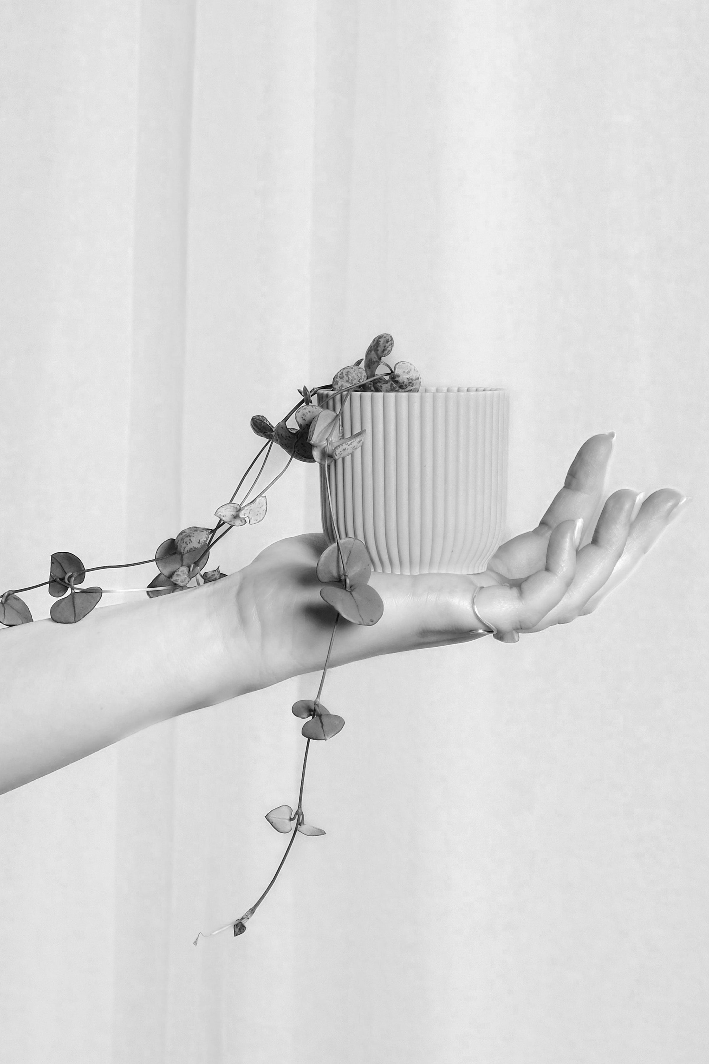 Miniplantas nau green