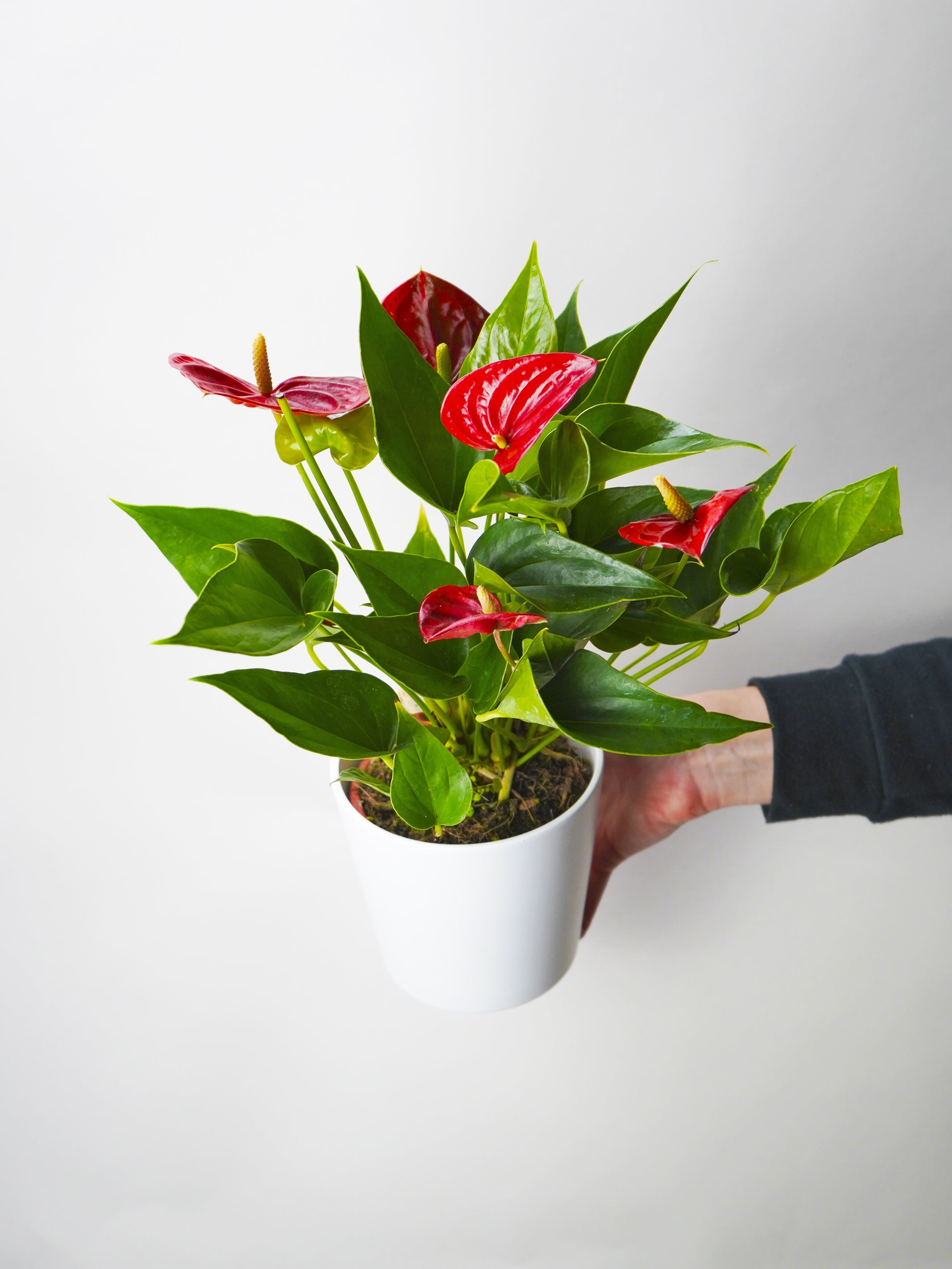 la planta anthurium Flower of Love | Plants delivered to your home | Anthurium