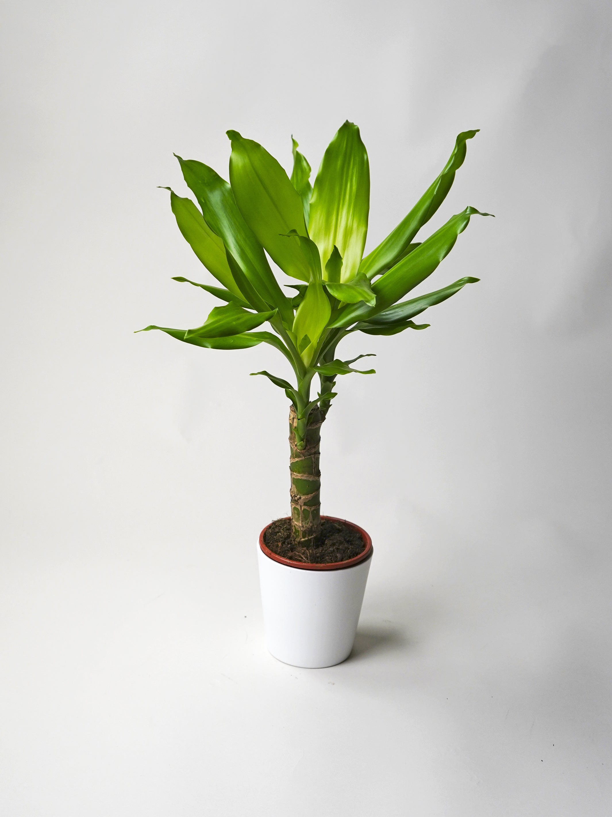 Brazilian Trunk | Water Stick | Dracaena | Plants for Home Delivery