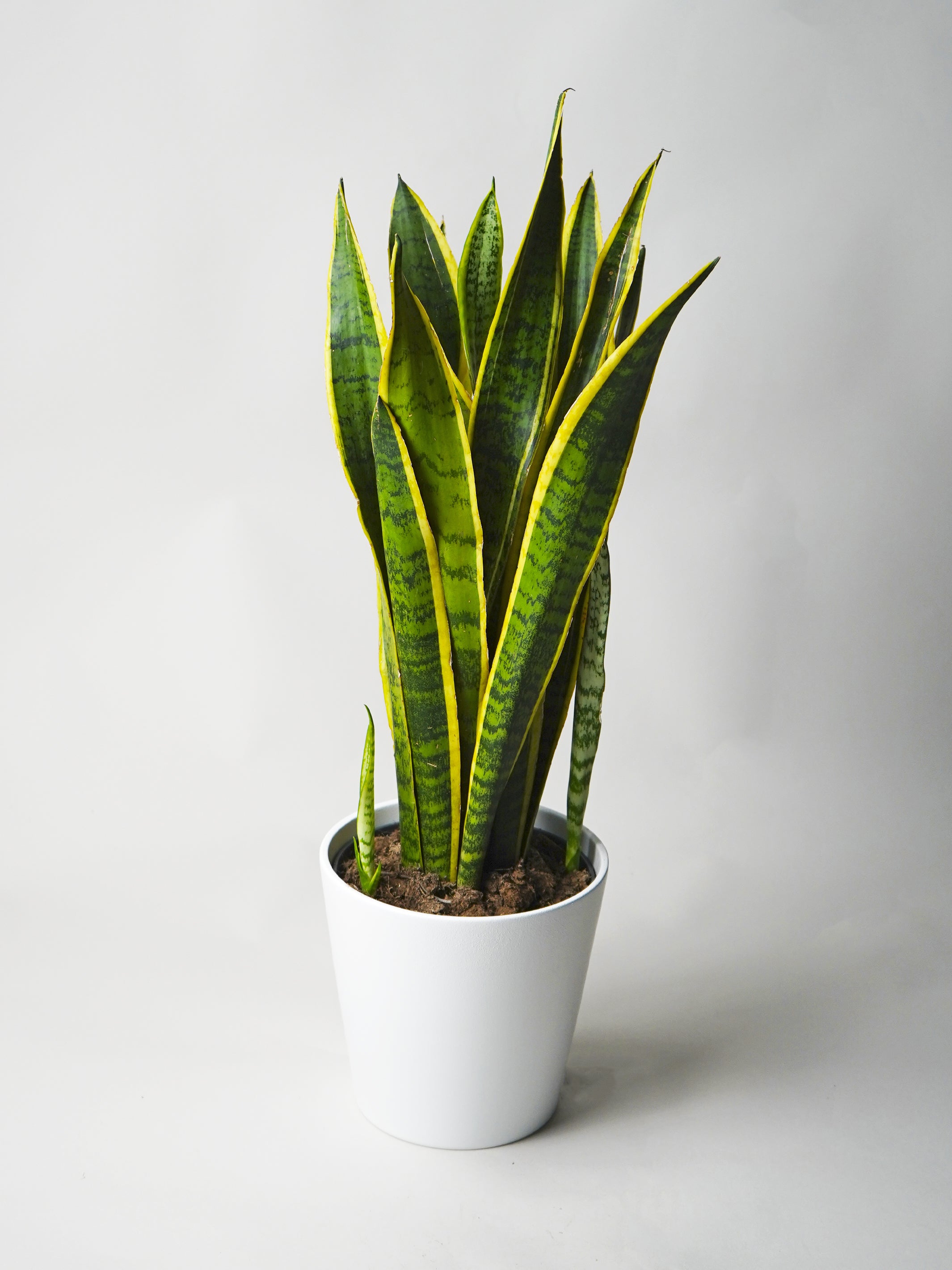 lorenti snake plant Sansevieria Laurentti | Mother-in-Law's Tongue | Home Plants