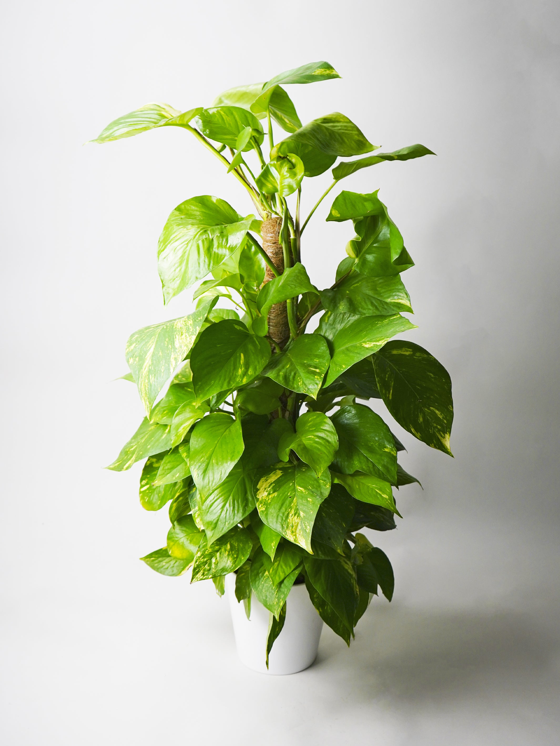 pothos foglie mosce Pothos Mosstok | Plants at Home | Potus