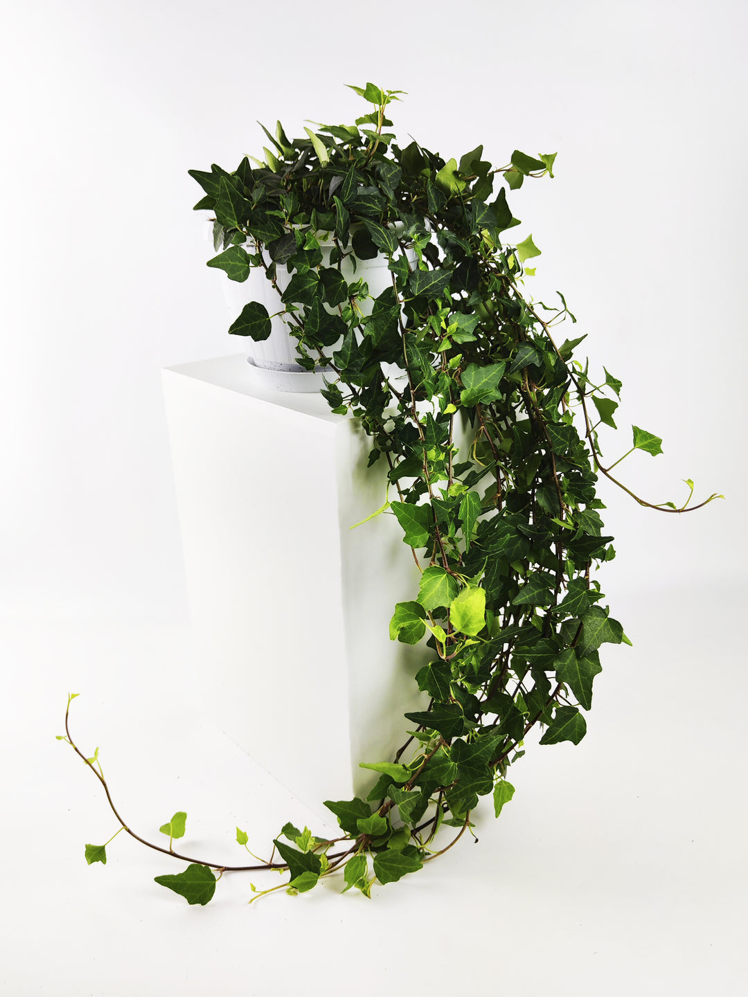 Hiedra o Hedera Colgante