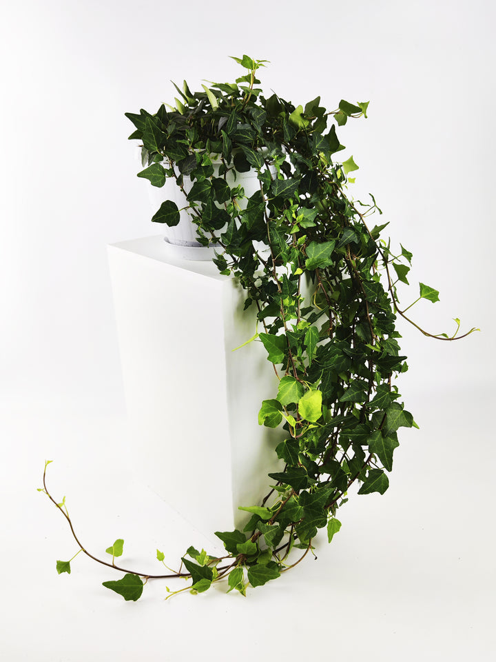 Hiedra o Hedera Colgante