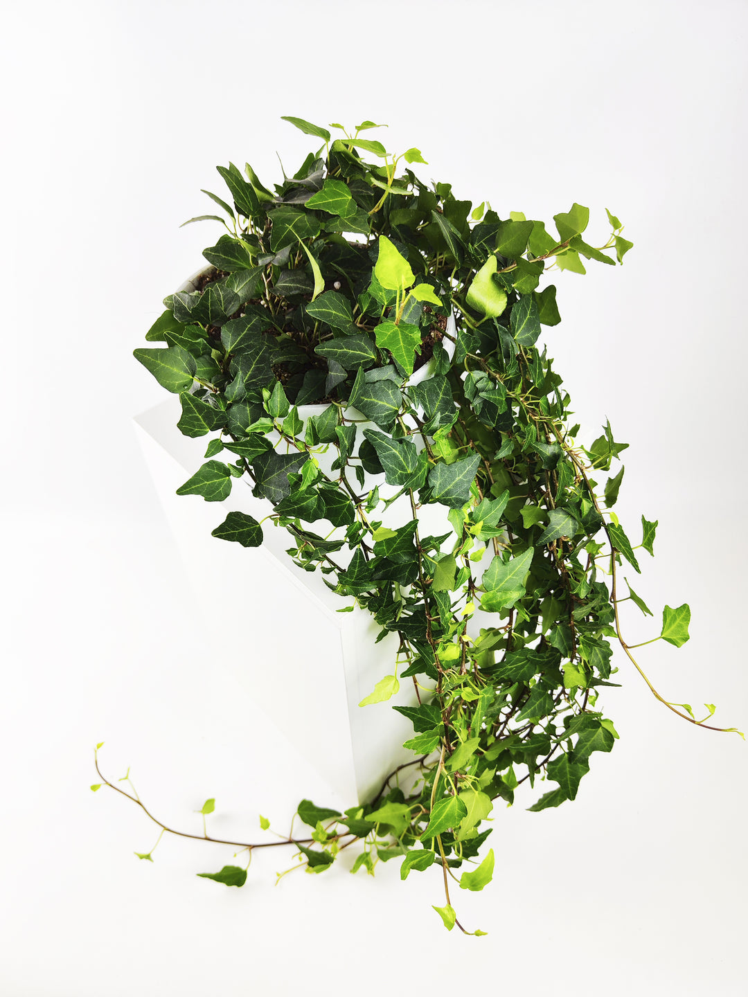 Hiedra o Hedera Colgante
