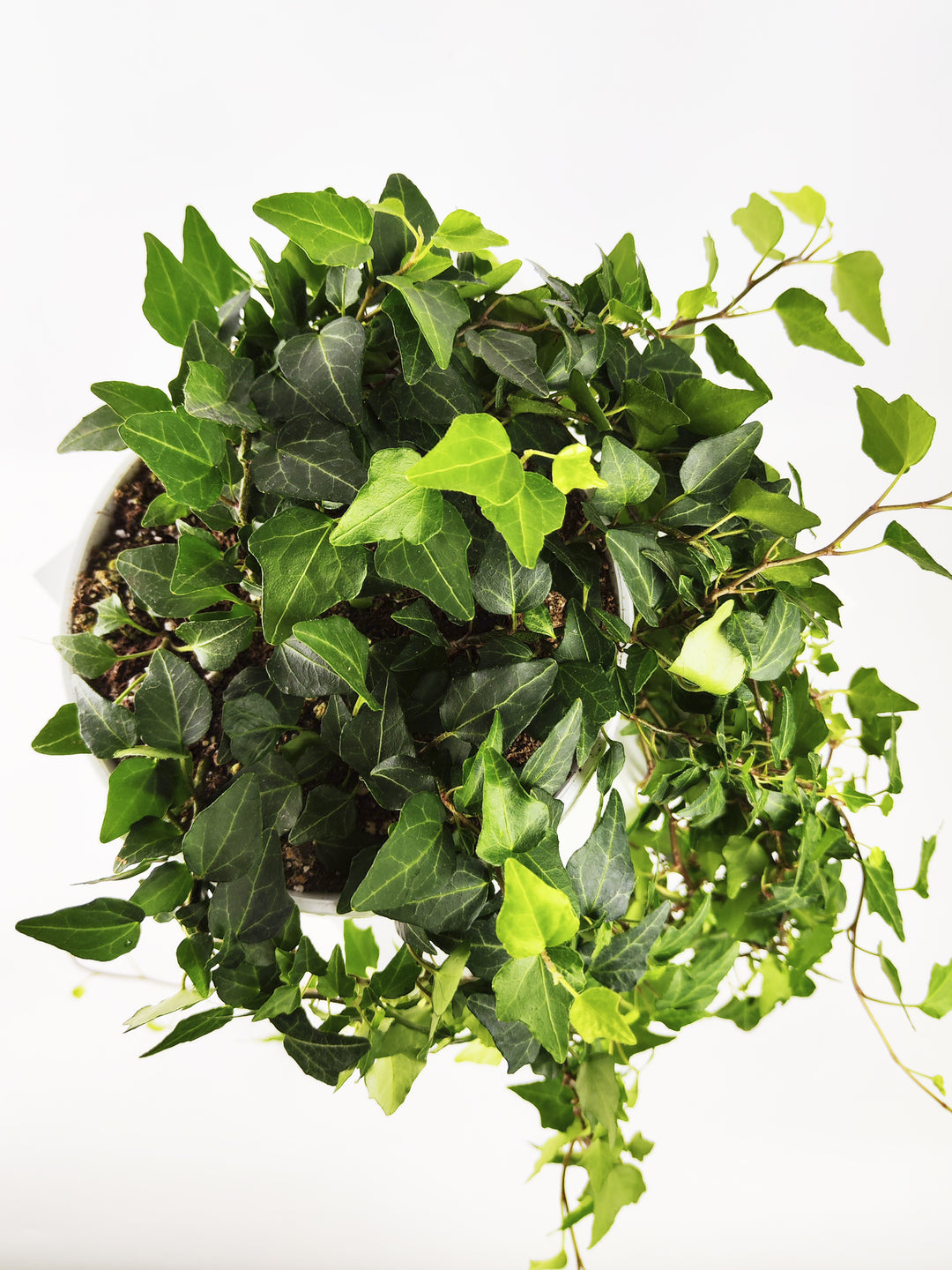 Hiedra o Hedera Colgante