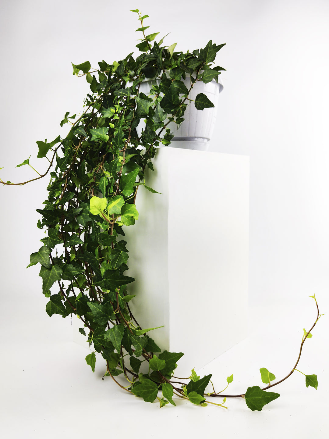 Hiedra o Hedera Colgante