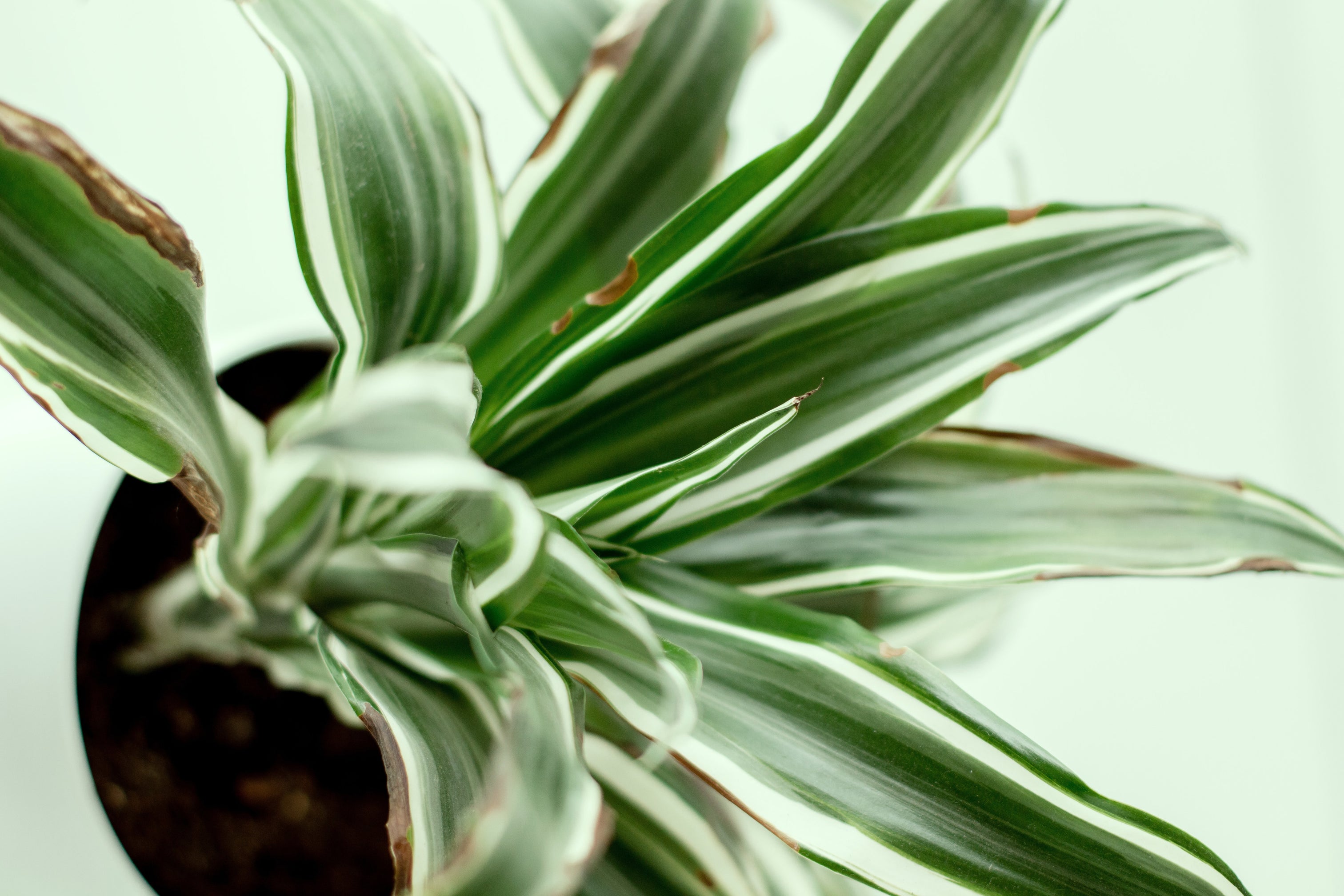 Cuidados com plantas de casa: manchas marrons na minha Dracaena? – nāu green