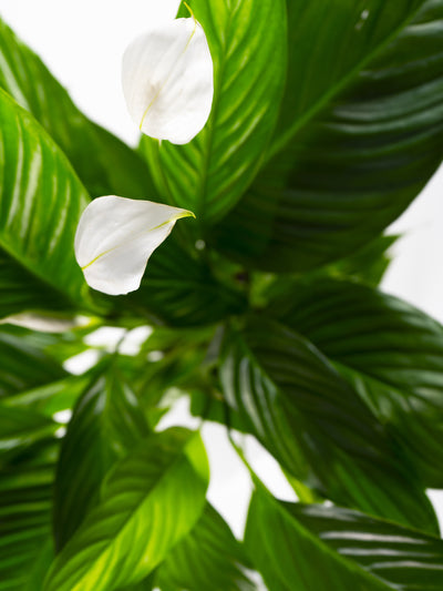 ¿Tu Spatifilium no florece? Estos son los mejores cuidados para que tu planta crezca brillante y colorida.