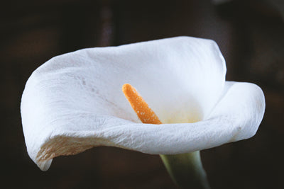 Cuidados com Calla ou Water Lily: Guia fácil para esta planta elegante