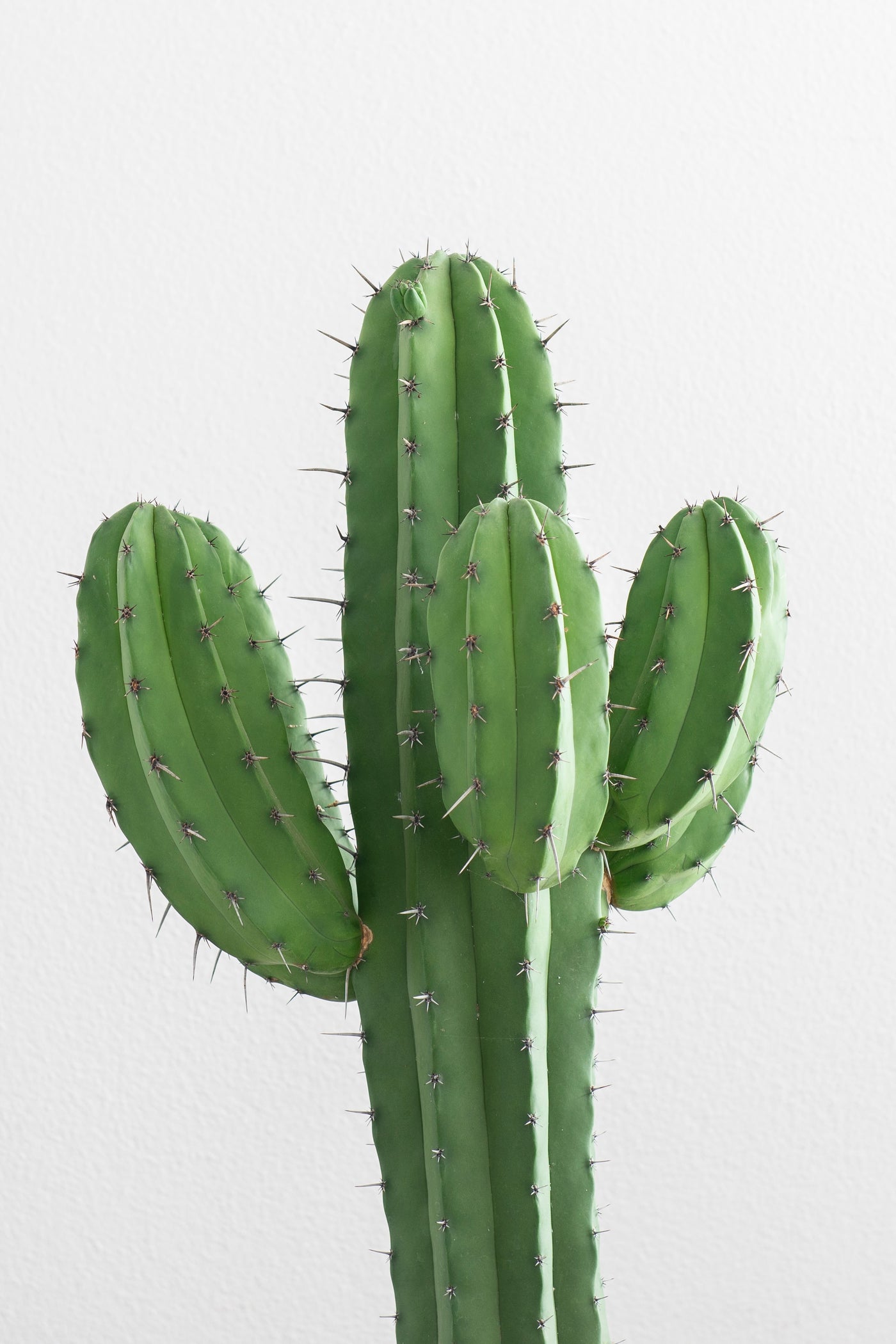 ¿Cómo cuidar un cactus? Guía completa para el cuidado de tu planta