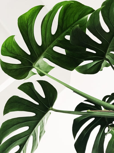 Como cuidar de uma Monstera: Guia de plantas