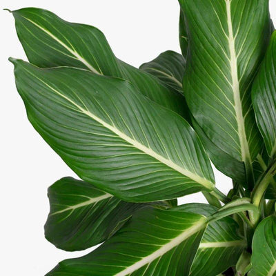 Dieffenbachia Care: Guia de manutenção da planta