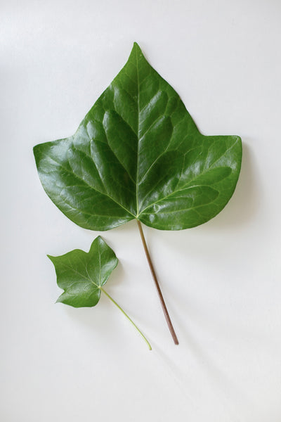 Cuidados de la Hedera o Hiedra: La planta trepadora versátil para dar vida a tus espacios