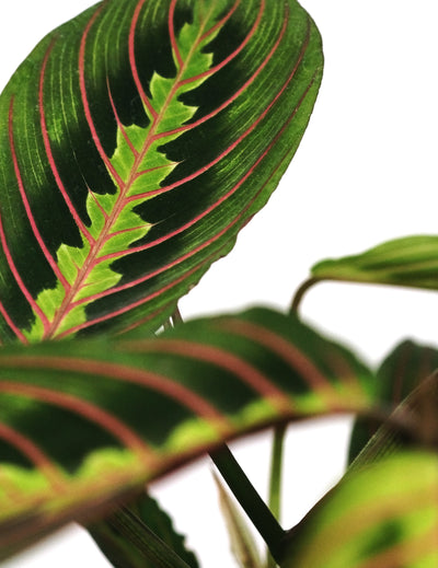 Cuidados de la Planta Maranta: Guía esencial para cultivar esta belleza tropical