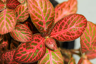 Cuidados de la Fitonia: La planta colorida para llenar tu hogar de vida