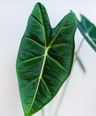 Alocasia Care: Guia completo para sua planta crescer brilhante e colorida.