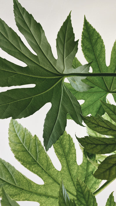 Cuidados de la Telaraña Fatsia: La planta exótica y resistente para tu hogar