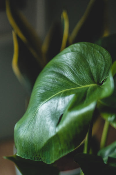 Planta Philodendron: Guía Completa de Cuidados