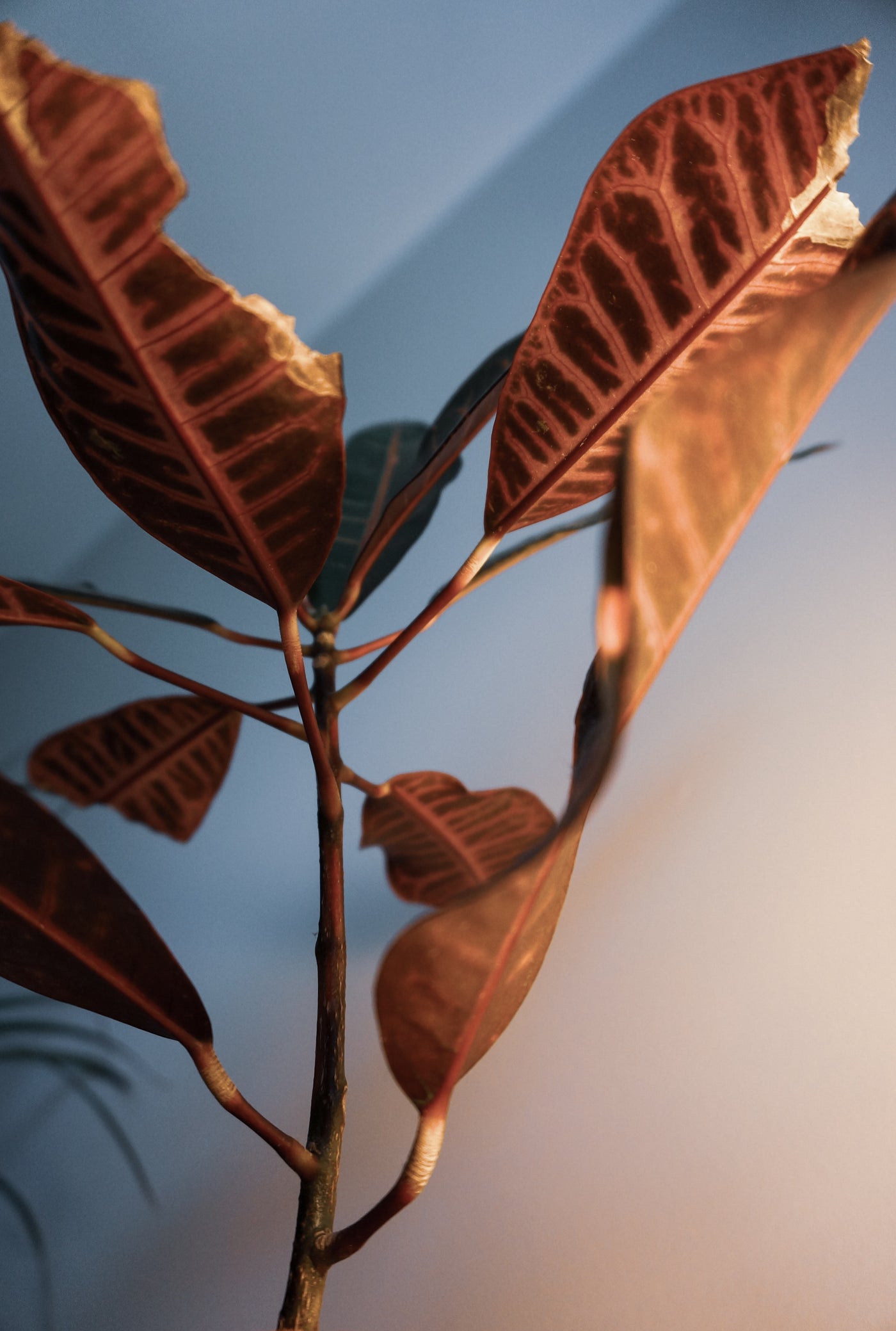 Croton Cuidados: Guía para mantener tu planta sana