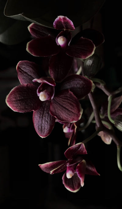 Como cuidar da Orquídea e quais são seus problemas comuns?