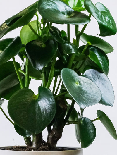 Peperomia Cuidados: Guía para tener una planta llena de vida.