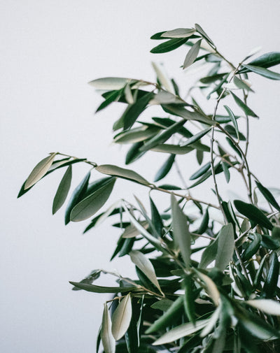 Cuidados del Olivo: Guía esencial para cultivar este árbol mediterráneo