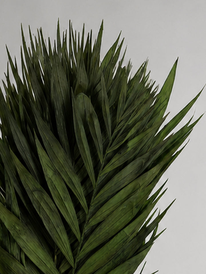 Preserved Eucalyptus Cinerea 