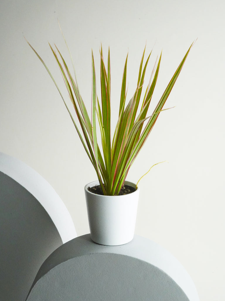 Mini Dracaena Marginata | Mini Plants