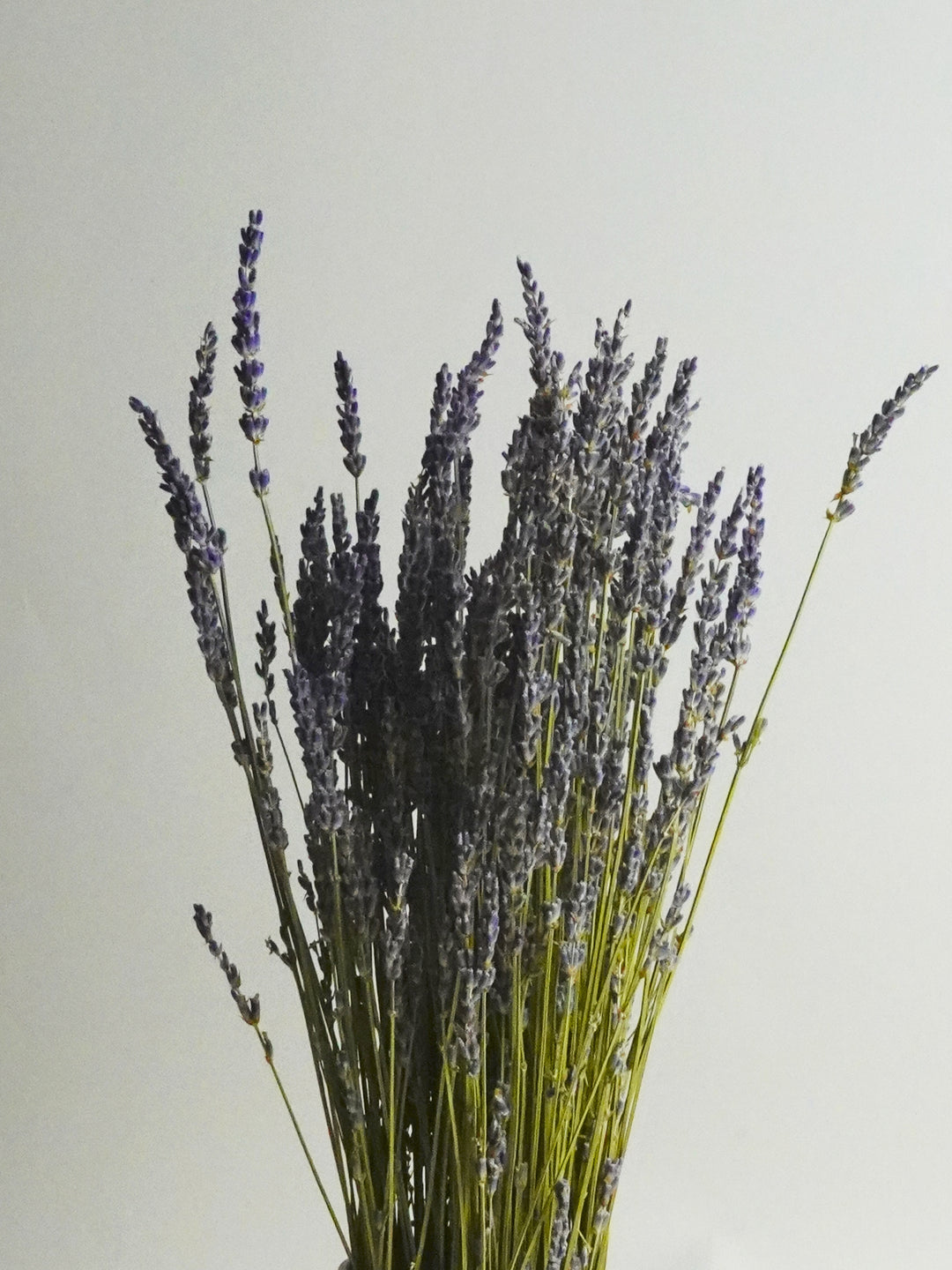 Lavanda seca 