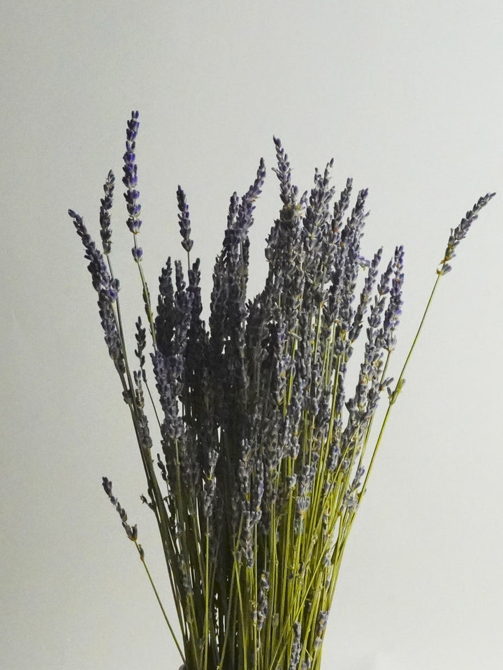 Lavanda Seca