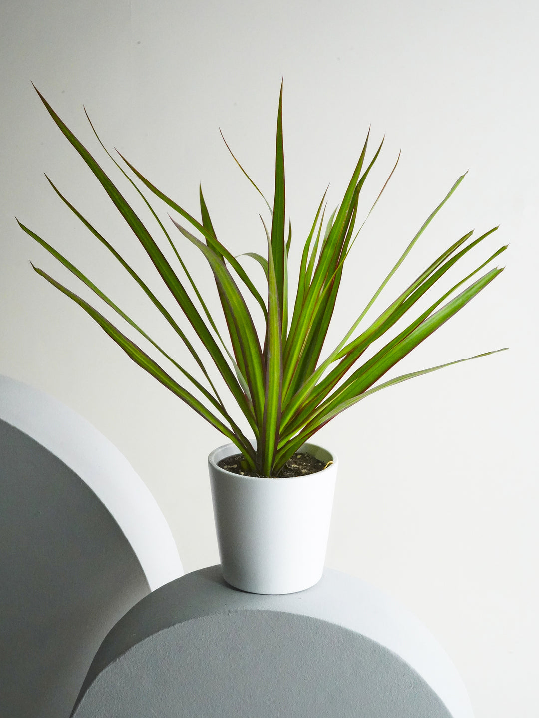 mini dracaena Dracaena Marginata Magenta | Mini plant