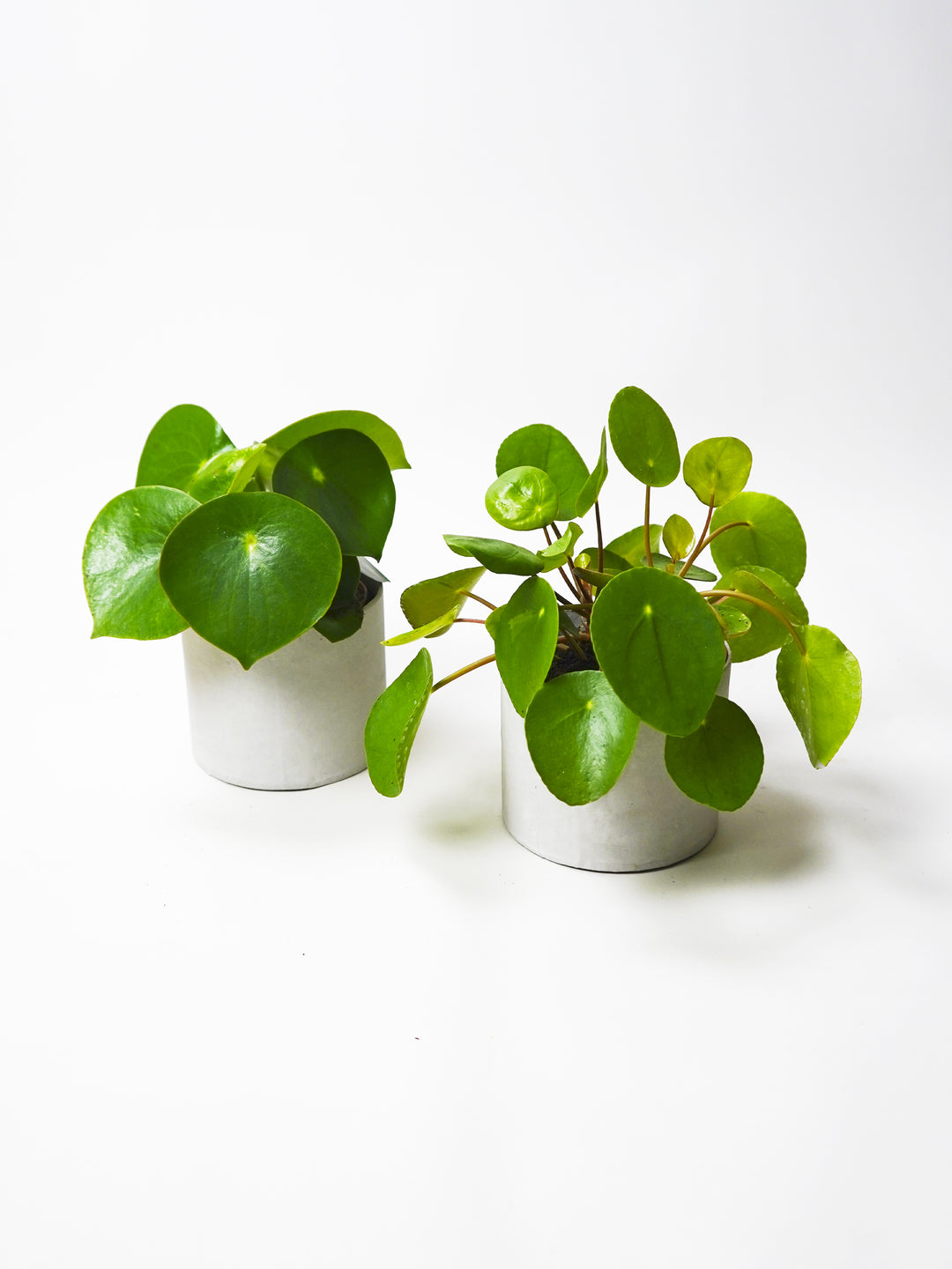 raindrop chinese money plant Pilea & Peperomia Raindrop Pack – Pet-Friendly Plants for Your Home – nāu green