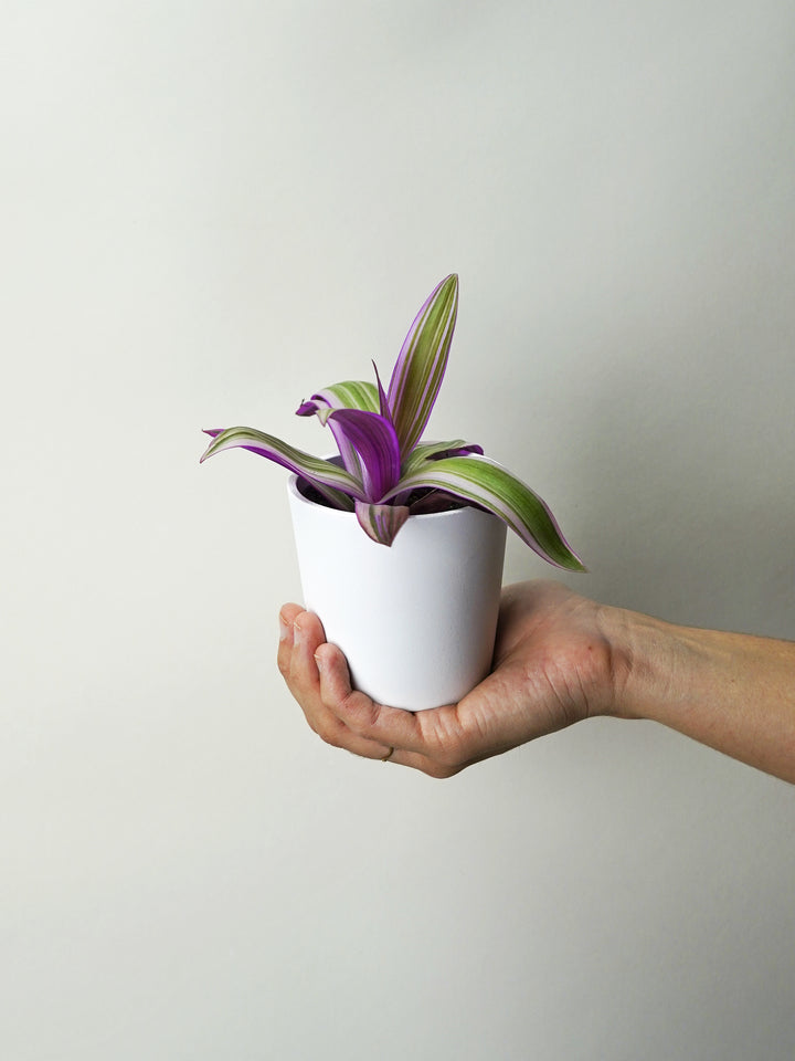 Tradescantia Spathacea