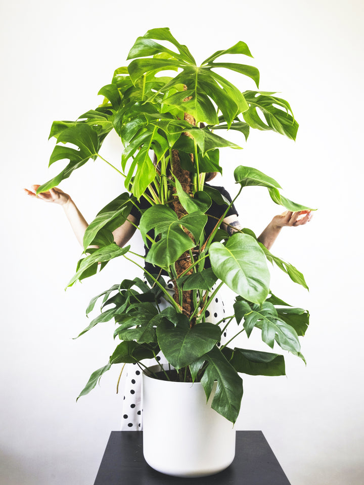 Monstera Delicioso