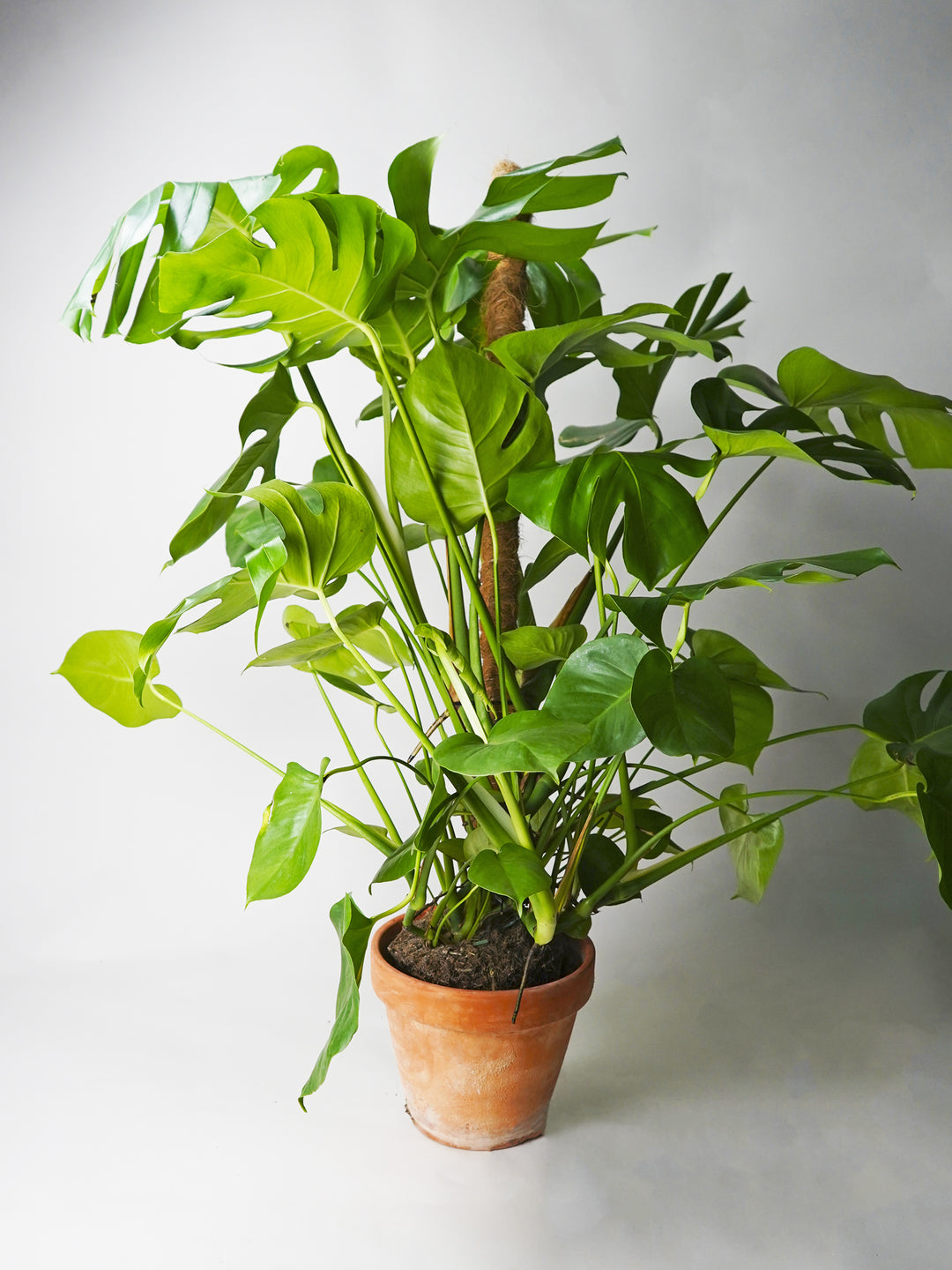 tutor planta monstera Monstera Deliciosa con Tutor | Grande | Costilla de Adán