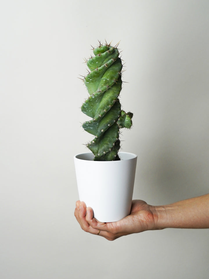 Cactus Cereus Spiralis