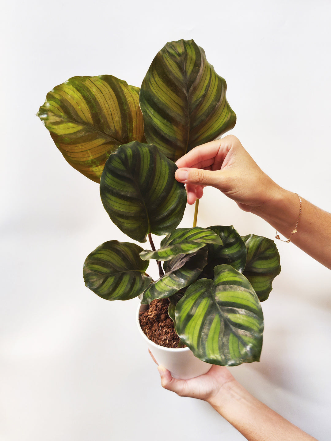 Calathea Faciata