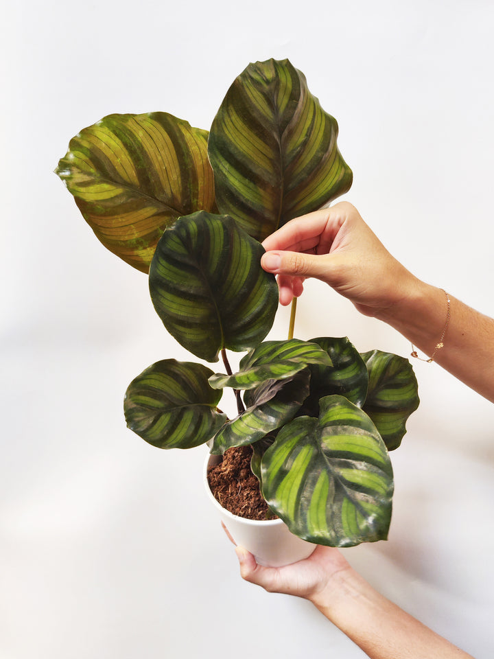Calathea Faciata
