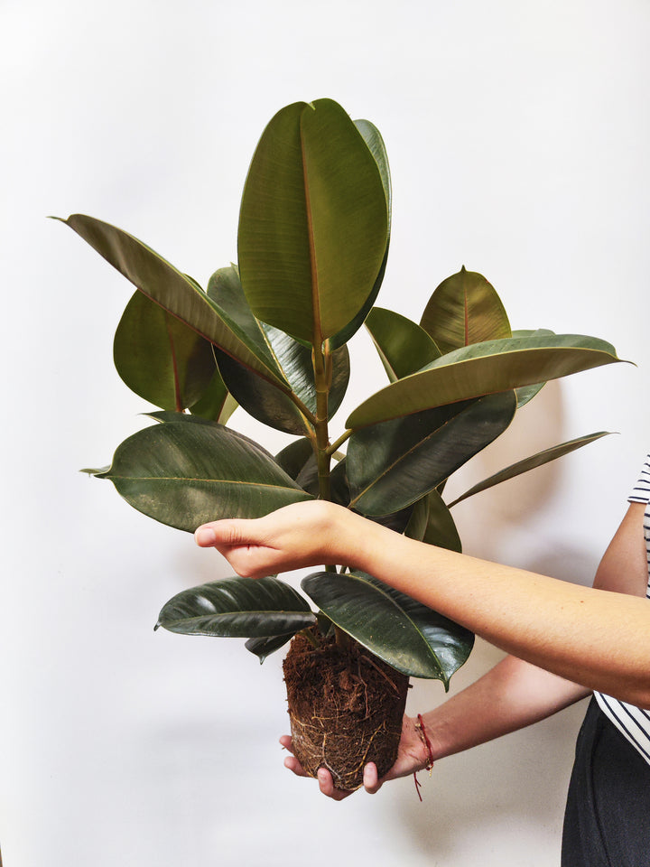 Ficus Robusta ou Seringueira