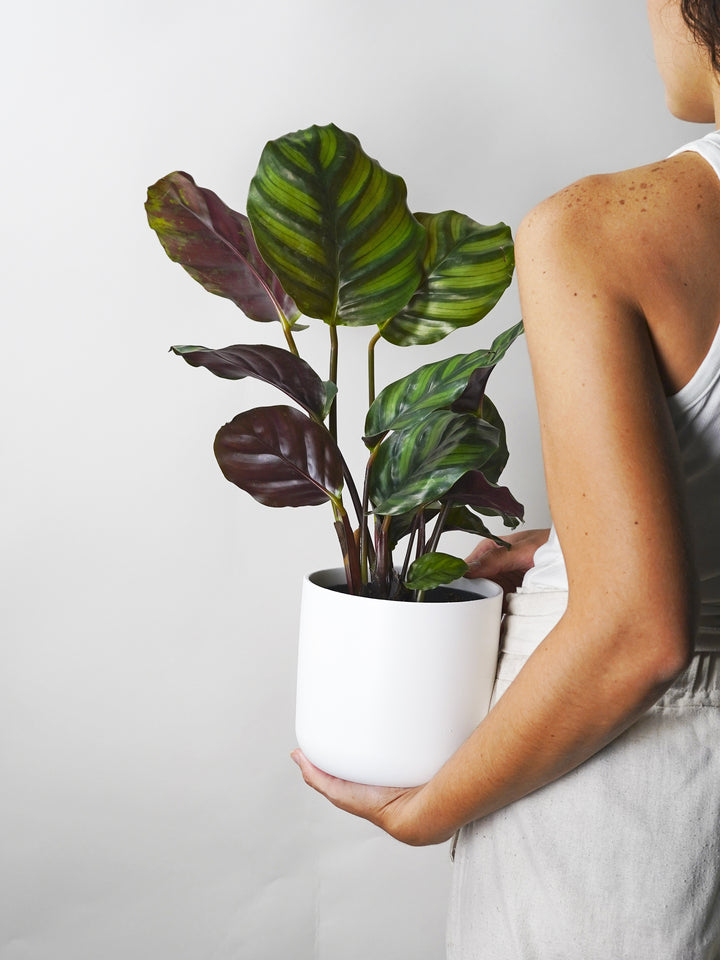 Calathea Faciata