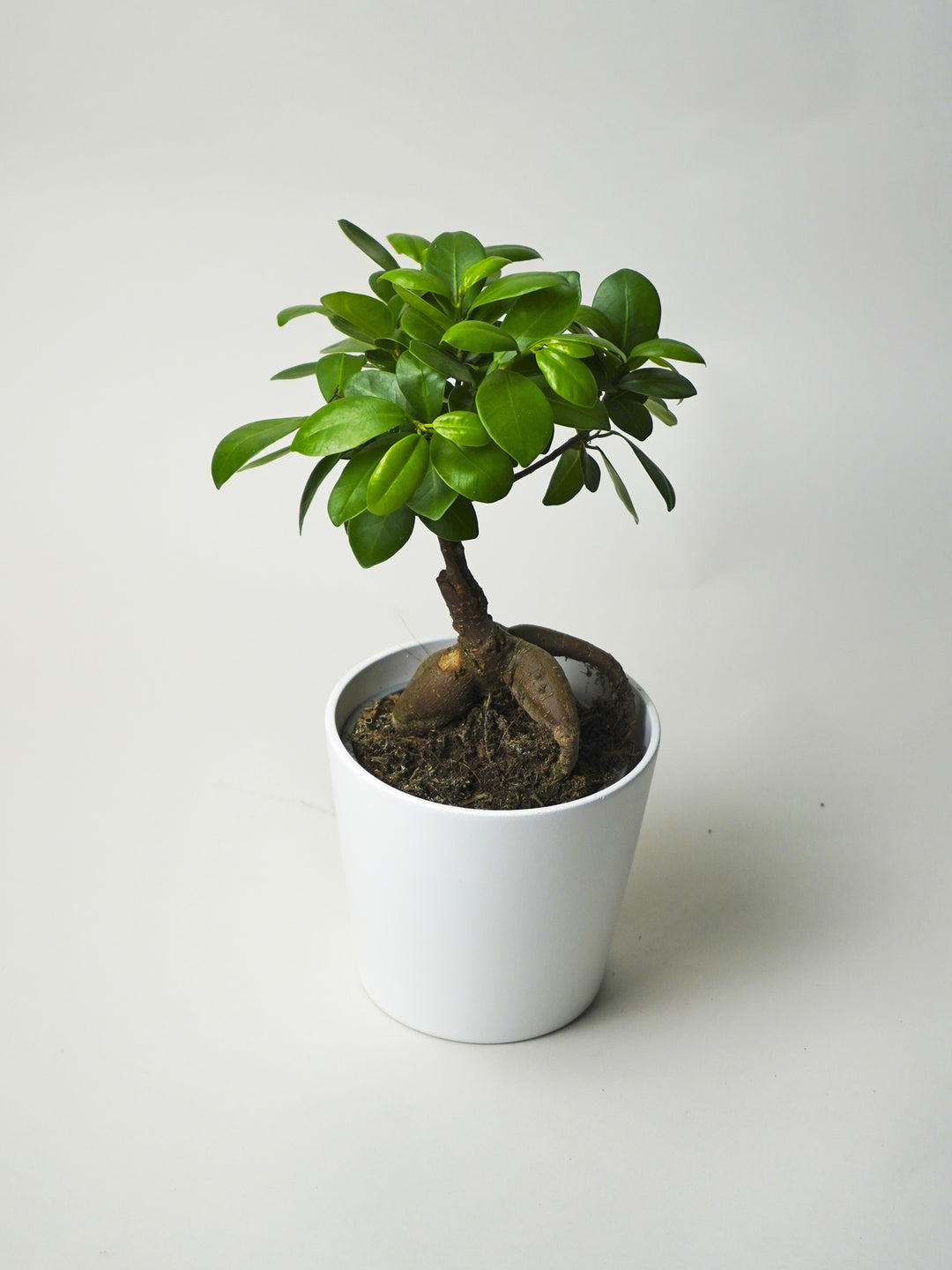 Ficus Ginseng Microcarpa