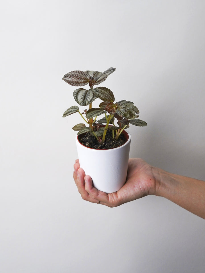 Mini Pilea Involucrata Magenta