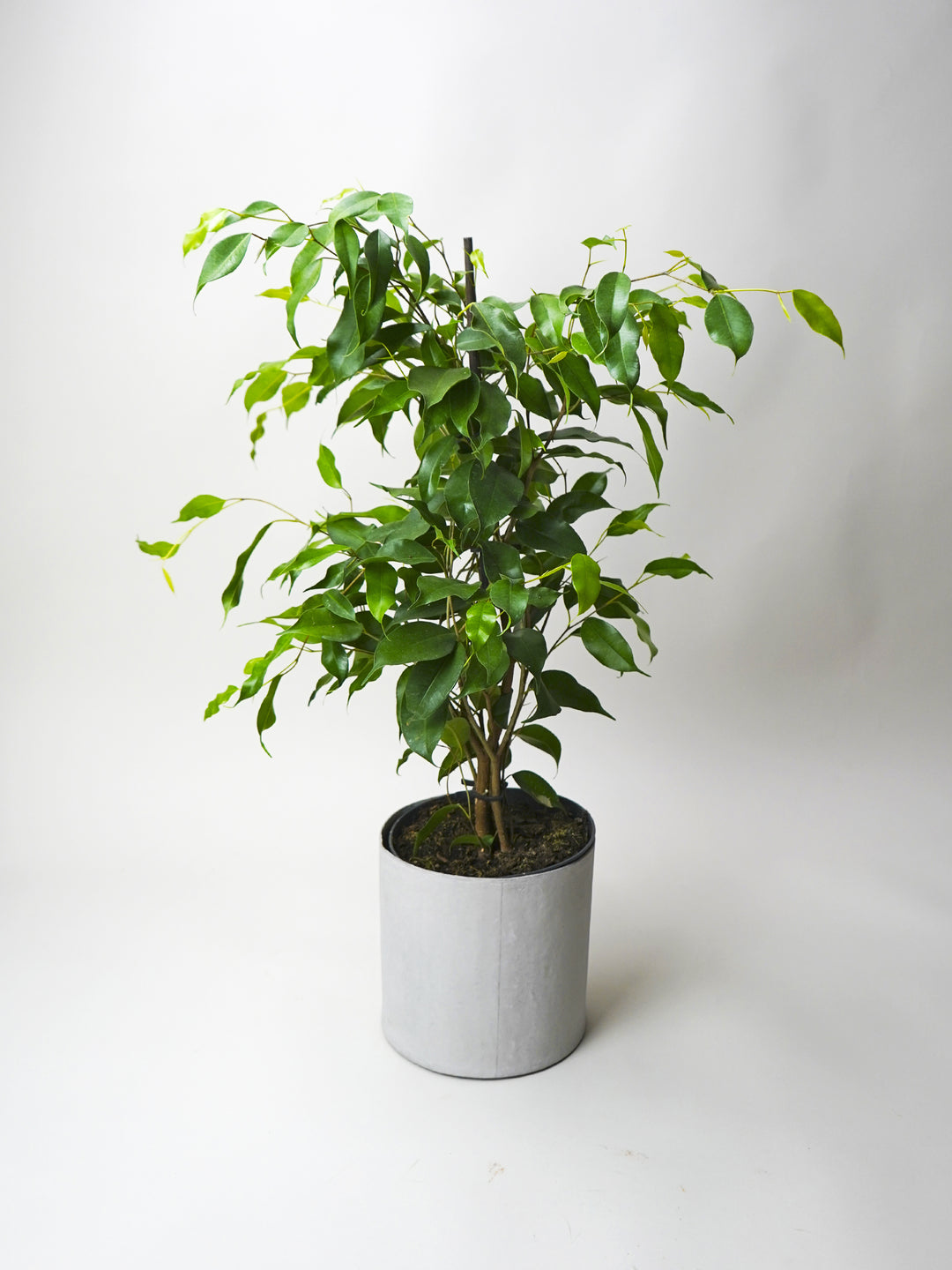 Ficus Benjamina