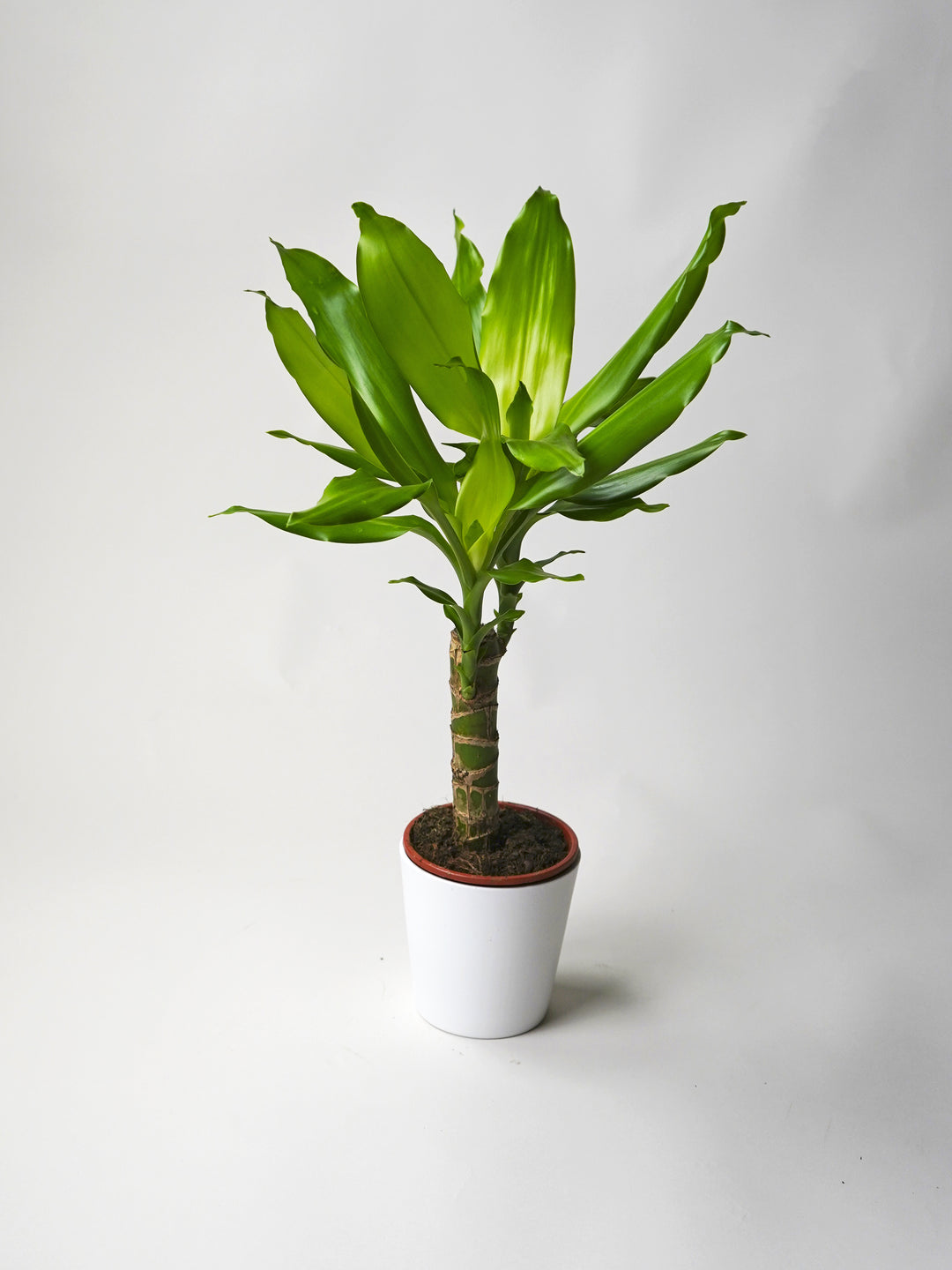 dracaena palo de brasil Brazilian Trunk | Water Stick | Dracaena | Plants for Home Delivery