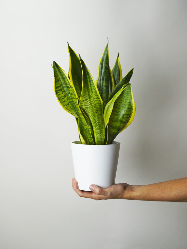 Sansevieria Futura Superba 