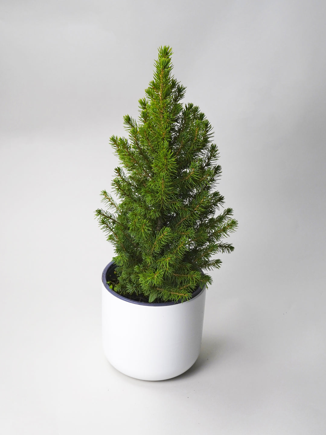 Christmas Pine Picea Glauca