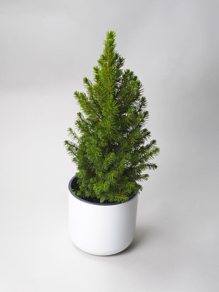 Christmas Pine Picea Glauca